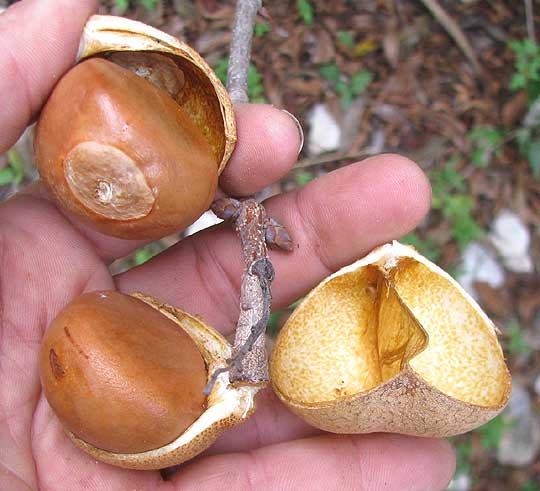 Ohio Buckeye, AESCULUS GLABRA, seeds with husk