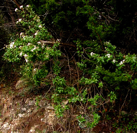 White Mistflower, AGERATINA HAVANENSIS