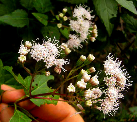 White Mistflower, AGERATINA HAVANENSIS, inflorescence