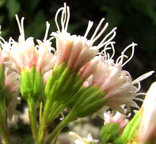 White Mistflower, AGERATINA HAVANENSIS, involucres