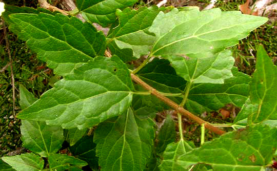 White Mistflower, AGERATINA HAVANENSIS, leaves