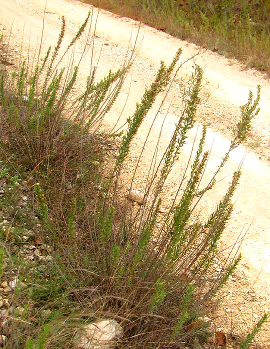 Gravelbar Brickellbush, BRICKELLIA DENTATA