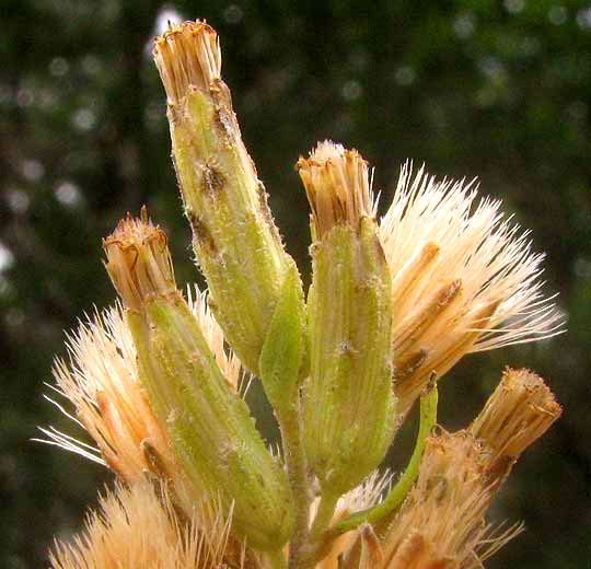 Gravelbar Brickellbush, BRICKELLIA DENTATA, head