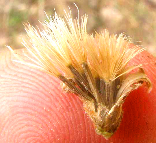 Gravelbar Brickellbush, BRICKELLIA DENTATA, fruits