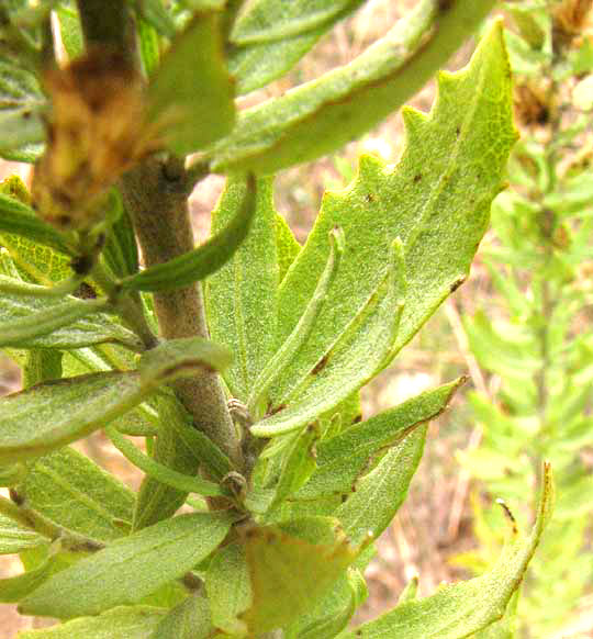 Gravelbar Brickellbush, BRICKELLIA DENTATA, leaves