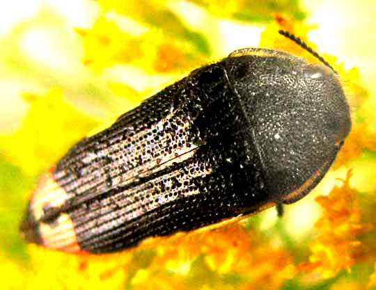 Yellow-bordered Flower Buprestid, ACMAEODERA FLAVOMARGINATA, top view