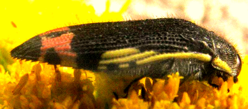 Yellow-bordered Flower Buprestid, ACMAEODERA FLAVOMARGINATA, side view