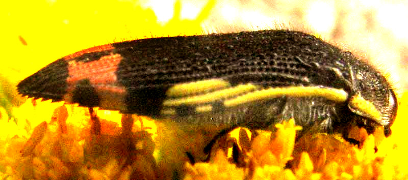 Yellow-bordered Flower Buprestid, ACMAEODERA FLAVOMARGINATA, side view