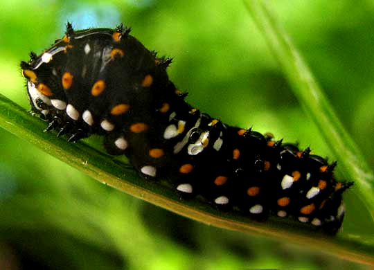 BLACK SWALLOWTAIL CATERPILLAR, early instar