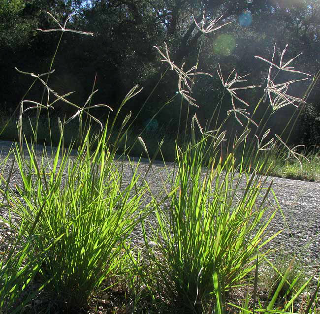 Hooded Windmill-grass, CHLORIS CUCULLATA