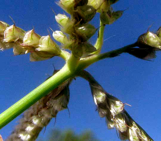 Hooded Windmill-grass, CHLORIS CUCULLATA, spikelets arranged on spikes