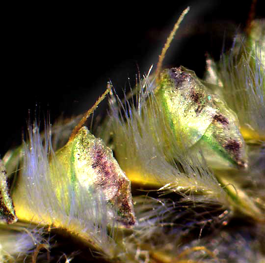 Hooded Windmill-grass, CHLORIS CUCULLATA, spikelets