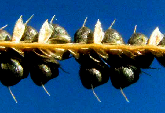 Hooded Windmill-grass, CHLORIS CUCULLATA, mature grains on rachis