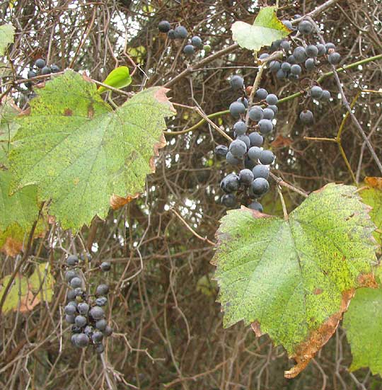 Sweet Mountain Grape, VITIS MONTICOLA, leaves and grapes