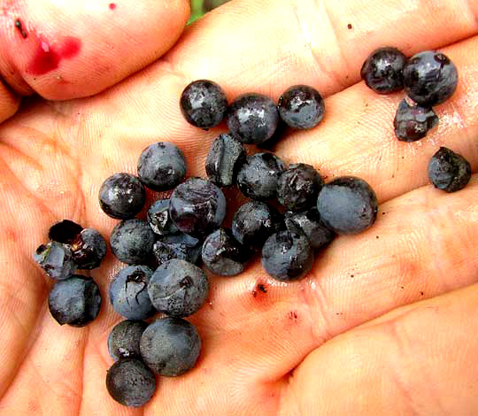 Sweet Mountain Grape, VITIS MONTICOLA, grapes in hand