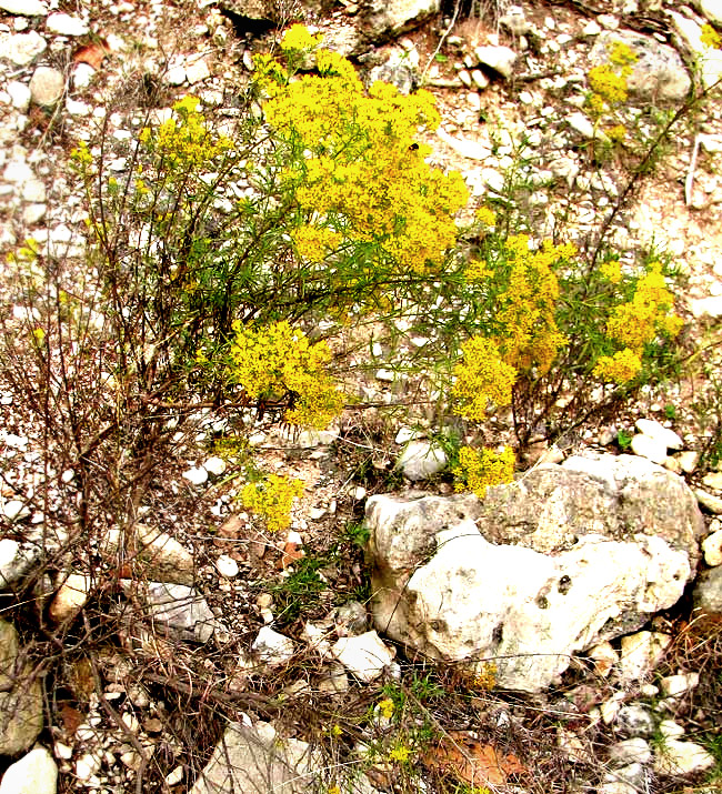 Yellow-bordered Flower Buprestid, ACMAEODERA FLAVOMARGINATA, on blossoms of Goldenbush, ISOCOMA CORONOPIFOLIA