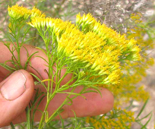 Goldenbush, ISOCOMA CORONOPIFOLIA, inflorescence