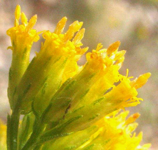 Goldenbush, ISOCOMA CORONOPIFOLIA, flower heads