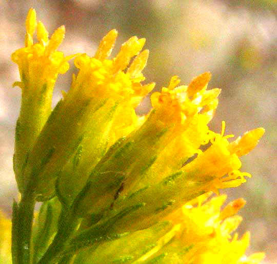 Goldenbush, ISOCOMA CORONOPIFOLIA, flower heads