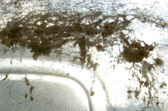 cobwebby mess caused in jar of flour by Indian Meal Moth, PLODIA INTERPUNCTELLA