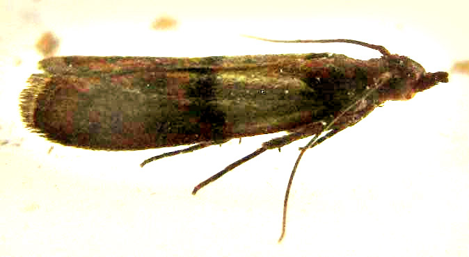 Indian Meal Moth, PLODIA INTERPUNCTELLA