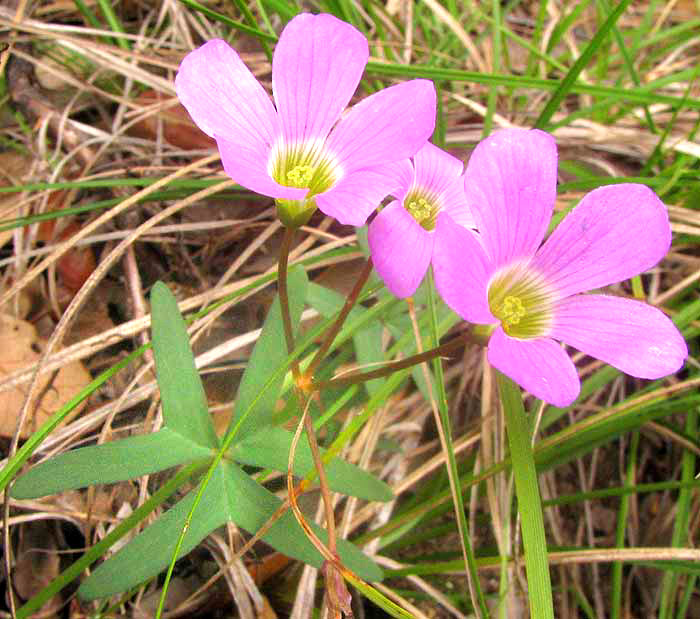 Drummond's Oxalis, OXALIS DRUMMONDII