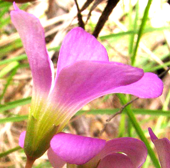 Drummond's Oxalis, OXALIS DRUMMONDII, flower side view