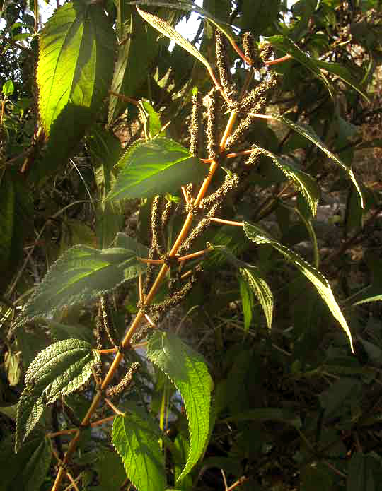 False Nettle, BOEHMERIA CYLINDRICA