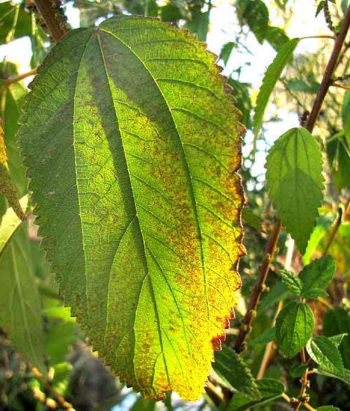 False Nettle, BOEHMERIA CYLINDRICA, leaf