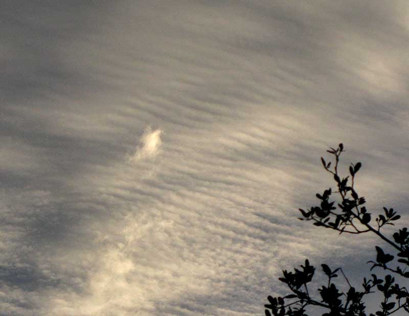 CIRROCUMULUS UNDULATUS