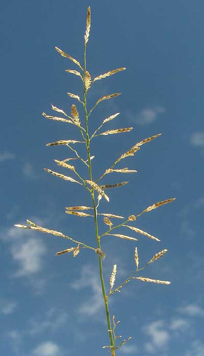 Indian Lovegrass, ERAGROSTIS PILOSA, panicle