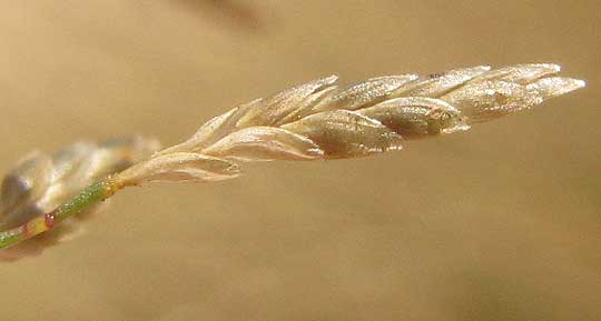 Indian Lovegrass, ERAGROSTIS PILOSA, spikelet