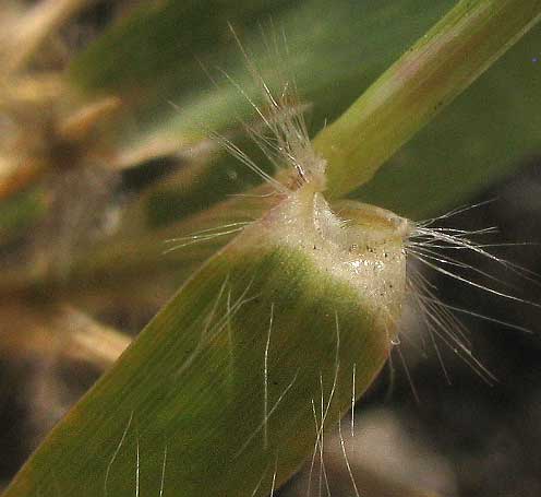 Indian Lovegrass, ERAGROSTIS PILOSA, ligule