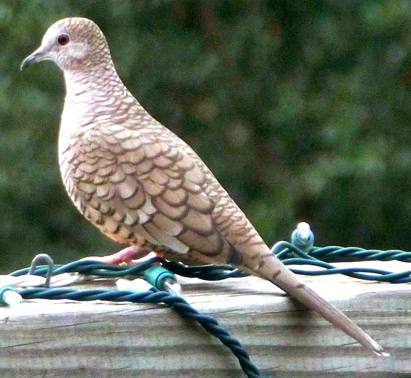 Inca Dove, COLUMBINA INCA, photo by Phred Kost of Texas