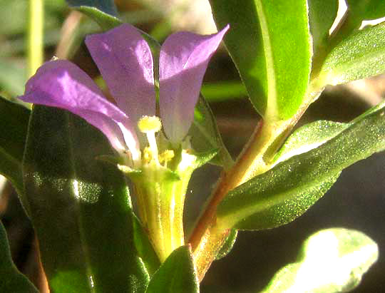 Low Loosestrife, LYTHRUM OVALIFOLIUM, showing petals attached to calyx rim