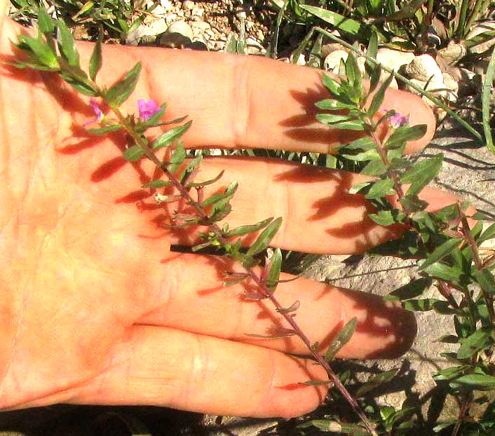 Low Loosestrife, LYTHRUM OVALIFOLIUM