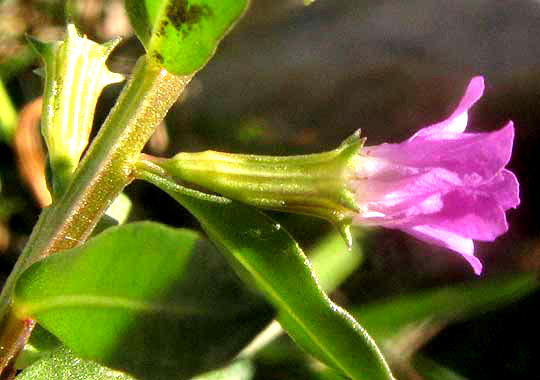 Low Loosestrife, LYTHRUM OVALIFOLIUM, side view of flower