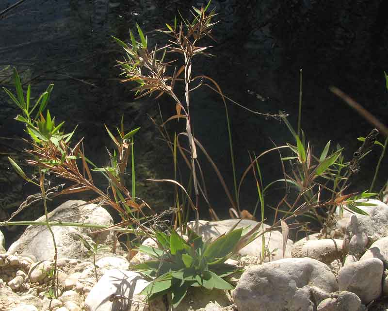 Western Panicgrass, DICHANTHELIUM ACUMINATUM, with rosettes