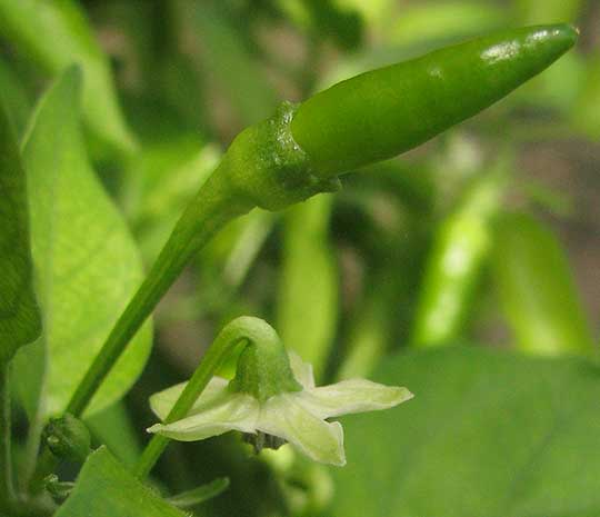 Thai Chili, CAPSICUM ANNUUM, flower & pepper