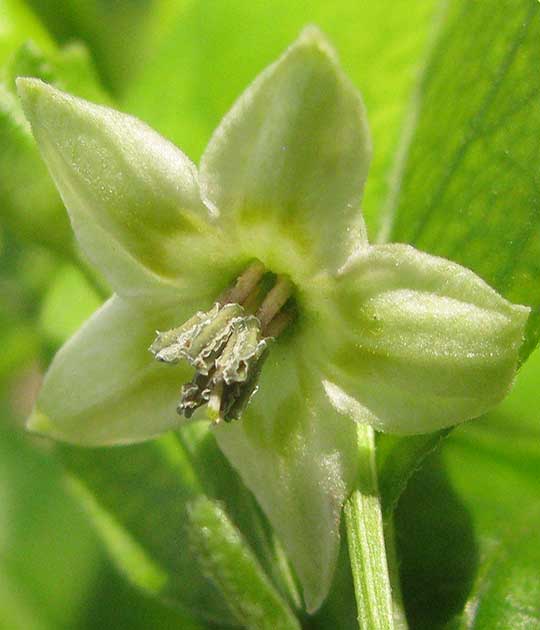 Thai Chili, CAPSICUM ANNUUM, flower