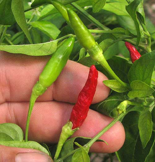 Thai Chili, CAPSICUM ANNUUM, peppers & leaves