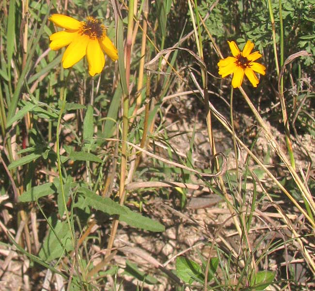 Stiff Greenthread, THELESPERMA FILIFOLIUM