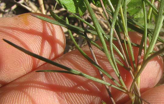 Stiff Greenthread, THELESPERMA FILIFOLIUM, leaves