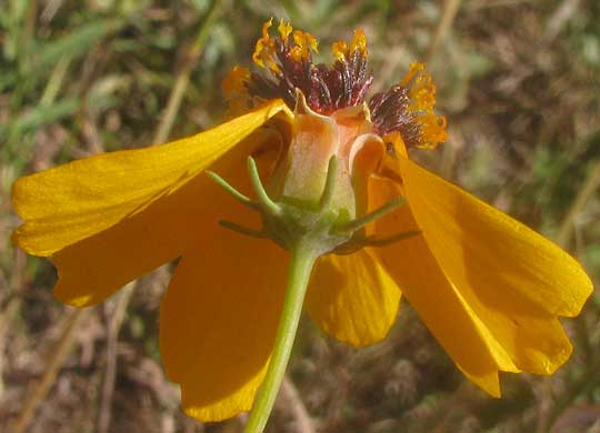 Stiff Greenthread, THELESPERMA FILIFOLIUM, involucre