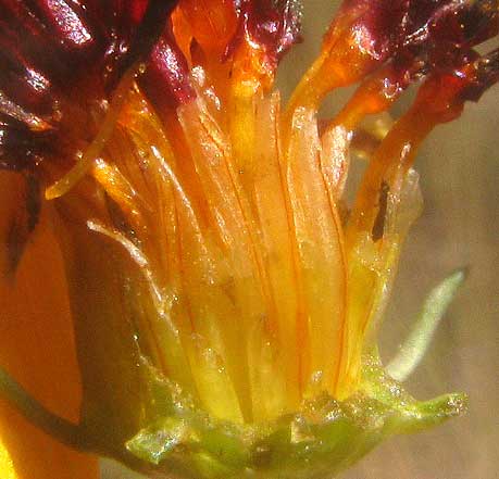 Stiff Greenthread, THELESPERMA FILIFOLIUM, longitudinal section of head