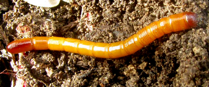 Wireworm, possibly of genus Selonodon