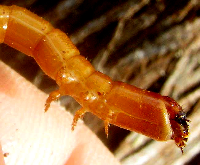 wireworm front end, maybe genus Selonodon