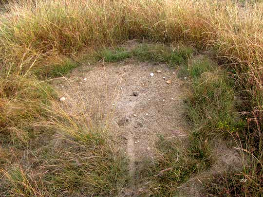 nesting site of Red Harvester Ant, POGONOMYRMEX BARBATUS