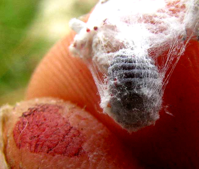 Cochineal scale insect, DACTYLOPIUS COCCUS