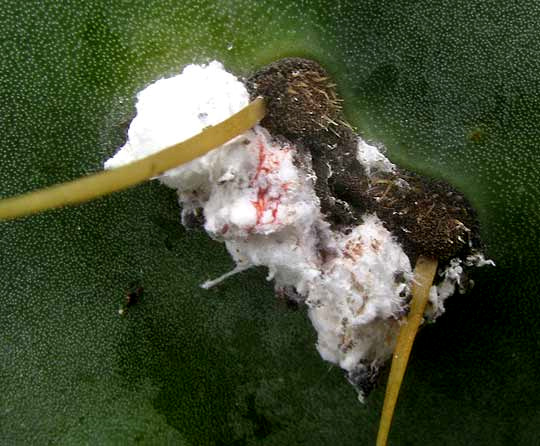 cottony tuft formed by Cochineal scale insect, DACTYLOPIUS COCCUS